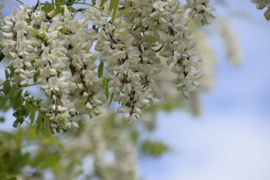 Çiçekli akasya beyaz üzüm. Arılar tarafından tozlaşma dikenli akasya beyaz çiçekler.