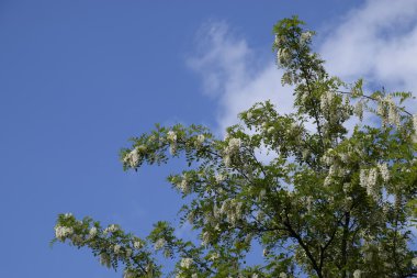 Çiçekli akasya beyaz üzüm. Arılar tarafından tozlaşma dikenli akasya beyaz çiçekler.