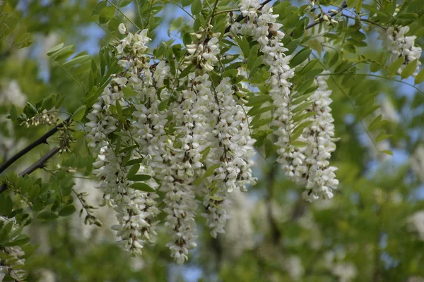 Flowering Acacia White Grapes White Flowers Prickly Acacia Pollinated Bees — Stock Photo, Image