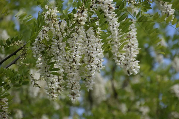 Flowering Acacia White Grapes White Flowers Prickly Acacia Pollinated Bees — Stock Photo, Image