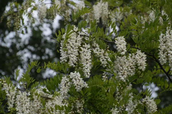 Floración Uvas Blancas Acacia Flores Blancas Acacia Espinosa Polinizadas Por —  Fotos de Stock