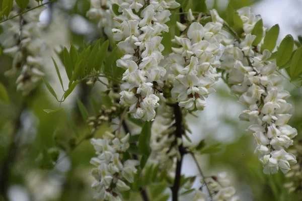 Flowering Acacia White Grapes White Flowers Prickly Acacia Pollinated Bees — Stock Photo, Image