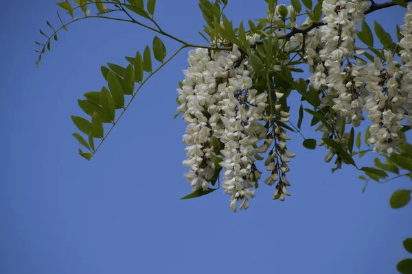 Flowering Acacia White Grapes White Flowers Prickly Acacia Pollinated Bees — Stock Photo, Image