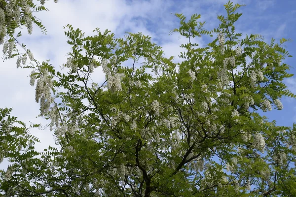 Flowering Acacia White Grapes White Flowers Prickly Acacia Pollinated Bees — Stock Photo, Image