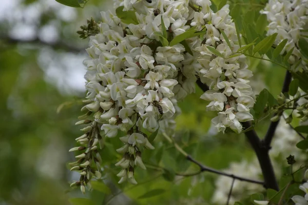 Flowering Acacia White Grapes White Flowers Prickly Acacia Pollinated Bees — Stock Photo, Image