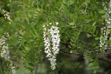 Çiçekli akasya beyaz üzüm. Arılar tarafından tozlaşma dikenli akasya beyaz çiçekler.