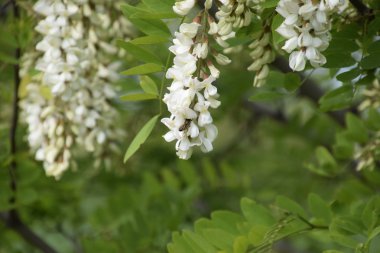 Çiçekli akasya beyaz üzüm. Arılar tarafından tozlaşma dikenli akasya beyaz çiçekler.