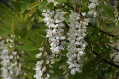 Çiçekli akasya beyaz üzüm. Arılar tarafından tozlaşma dikenli akasya beyaz çiçekler.