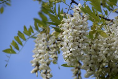 Çiçekli akasya beyaz üzüm. Arılar tarafından tozlaşma dikenli akasya beyaz çiçekler.