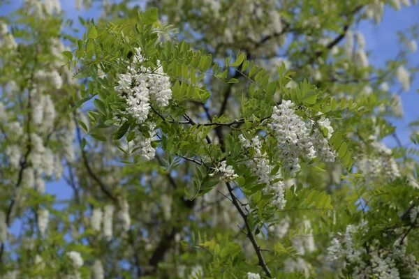 Uvas Brancas Acácia Floridas Flores Brancas Acácia Espinhosa Polinizadas Por — Fotografia de Stock