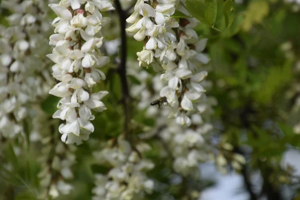 Flowering Acacia White Grapes White Flowers Prickly Acacia Pollinated Bees — Stock Photo, Image