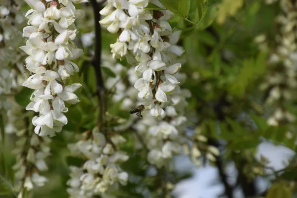 Flowering Acacia White Grapes White Flowers Prickly Acacia Pollinated Bees — Stock Photo, Image