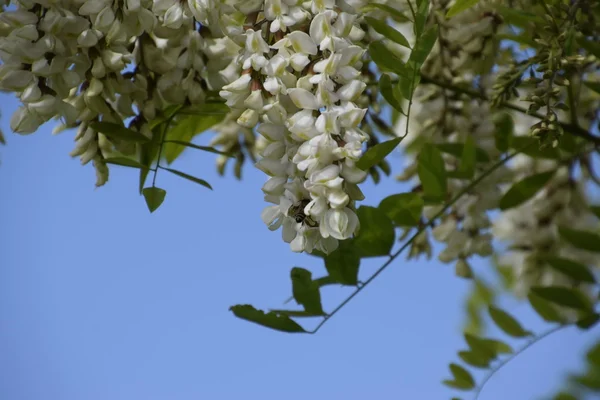 Flowering Acacia White Grapes White Flowers Prickly Acacia Pollinated Bees — Stock Photo, Image