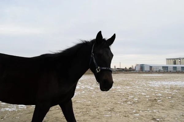 The horse walked around the stadium. Rideable horse.