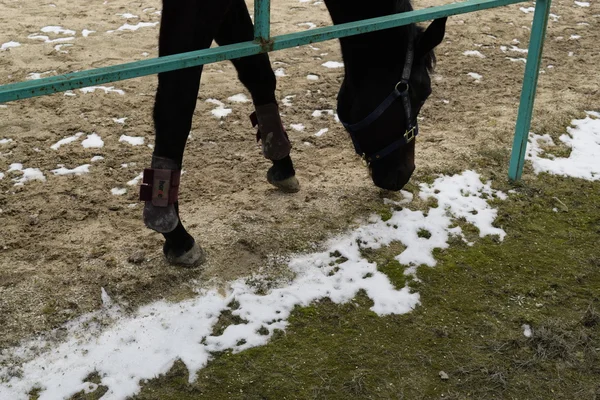 The horse walked around the stadium. Rideable horse.