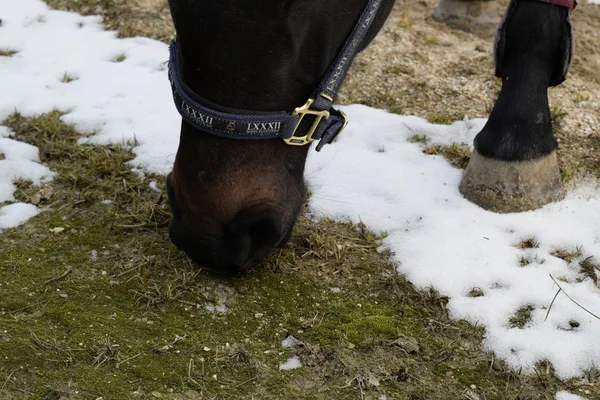 The horse walked around the stadium. Rideable horse.