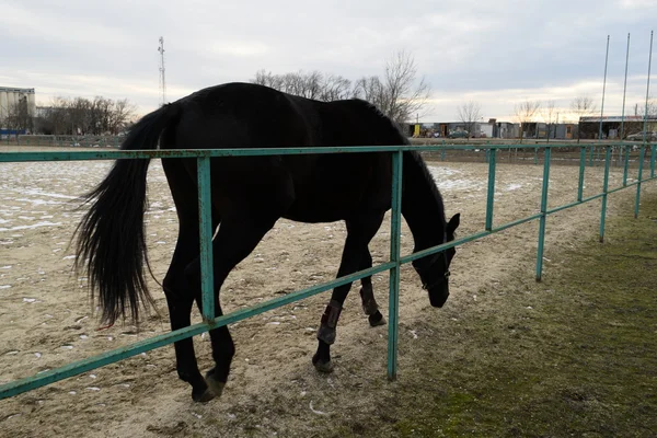 The horse walked around the stadium. Rideable horse.