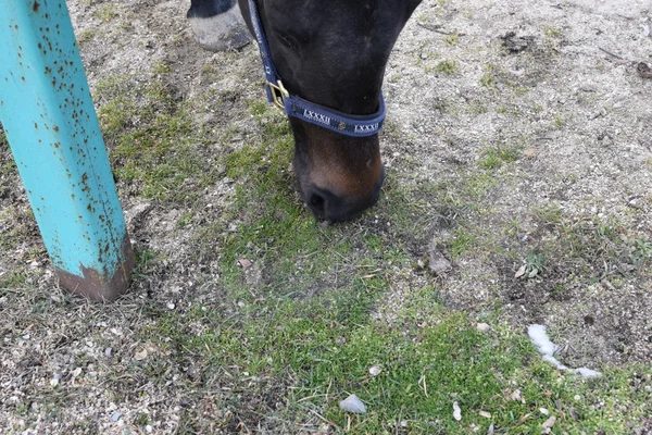 The horse walked around the stadium. Rideable horse.