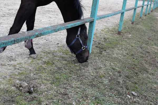 The horse walked around the stadium. Rideable horse.