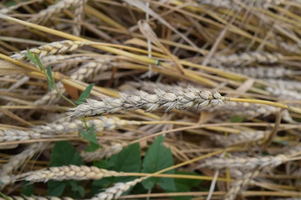 Campo Grano Fotografia Tiro Quadrocopter Campo Colture Mature — Foto Stock