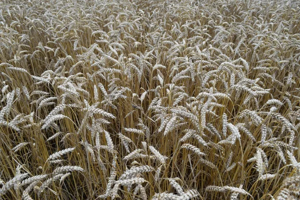 Field Wheat Photo Shooting Quadrocopters Field Ripe Crops — Stock Photo, Image