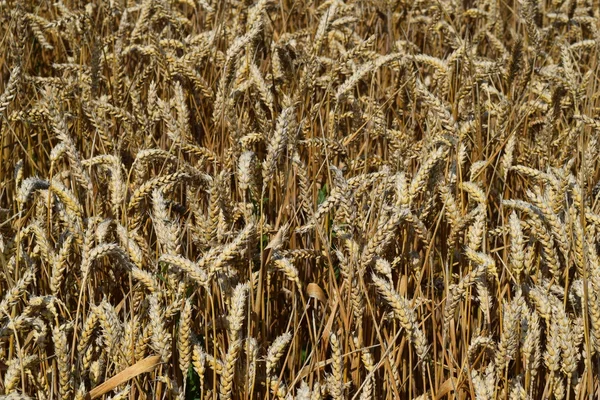 Campo Grano Fotografia Tiro Quadrocopter Campo Colture Mature — Foto Stock