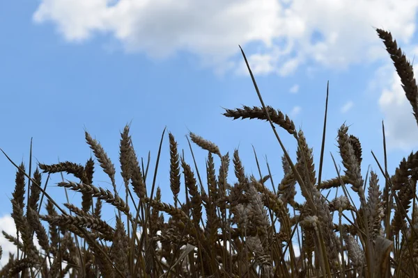 Gökyüzüne Karşı Buğday Başakları Olgun Mısır Gevreği Kulakları — Stok fotoğraf