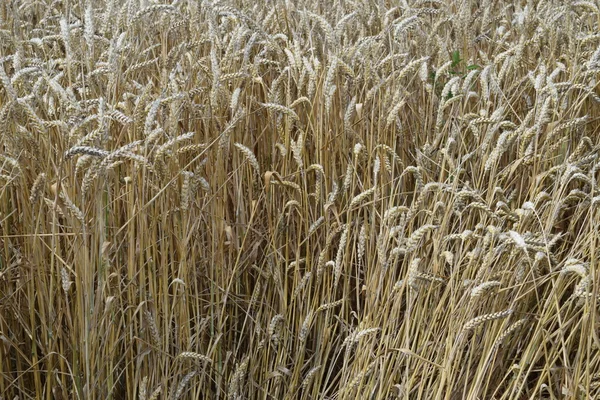 Field Wheat Photo Shooting Quadrocopters Field Ripe Crops Royalty Free Stock Photos