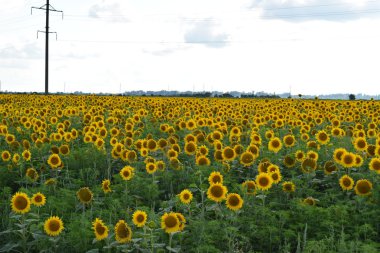 Gün batımında çiçek açan ayçiçeği tarlası