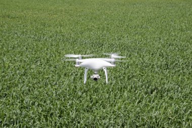 Beyaz quadrocopters buğday bir alan üzerinde uçan