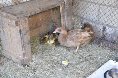 Misk ördeği. Misk ördekleri bir evde bakım.