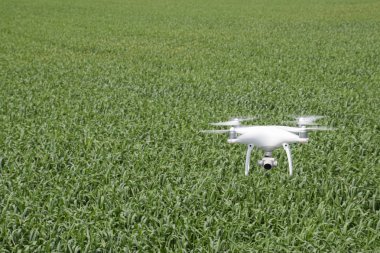 Rusya, Poltavskaya Köyü - 1 Mayıs 2016: beyaz quadrocopters ile DJI indeks işlem Phantom 4 buğday bir alanın üzerinde uçan. Uçan becerikli alet için video.