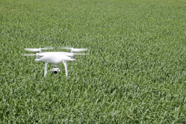 Beyaz quadrocopters buğday bir alan üzerinde uçan