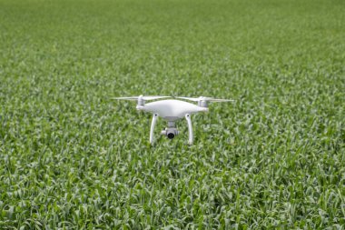 Beyaz quadrocopters buğday bir alan üzerinde uçan