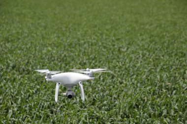 Rusya, Poltavskaya Köyü - 1 Mayıs 2016: beyaz quadrocopters ile DJI indeks işlem Phantom 4 buğday bir alanın üzerinde uçan. Uçan becerikli alet için video.