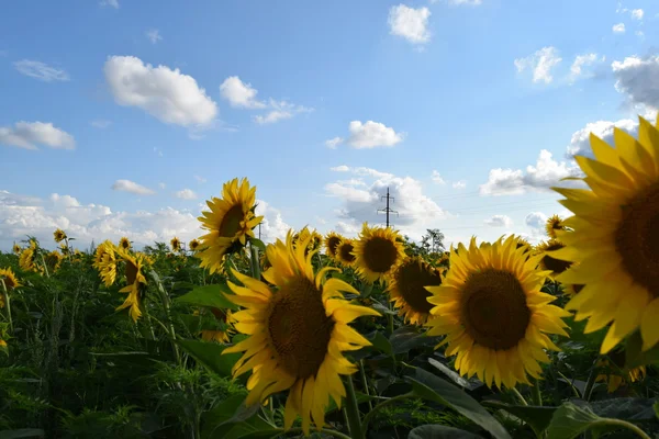 Campo Girasoles Flor Sobre Atardecer Fondo —  Fotos de Stock