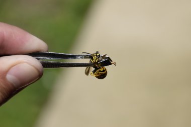 Cımbız üzerinde ortak yaban arısı. Yakalanan yaban arısı