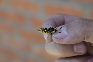 Ortak yaban arısı sıkışmış parmakları. Yakalanan yaban arısı.
