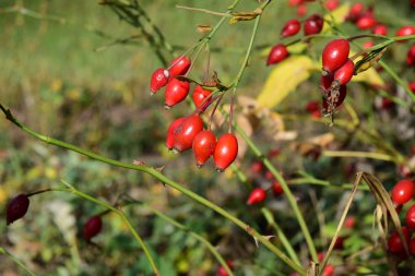 Kuşburnu çilek Bush. Sonbahar çilek.