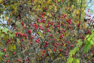Kuşburnu çilek Bush. Sonbahar çilek.