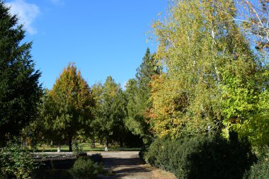 Güzel renkli sonbahar yaprakları topluluğu. yeşil, sarı ve turuncu ve kırmızı