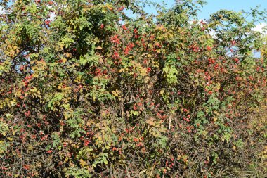 Kuşburnu çilek Bush. Sonbahar çilek.