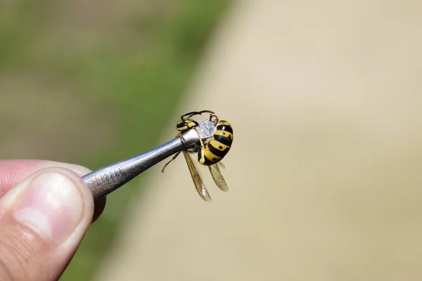 Společná Wasp Pinzetu Zachytil Wasp — Stock fotografie