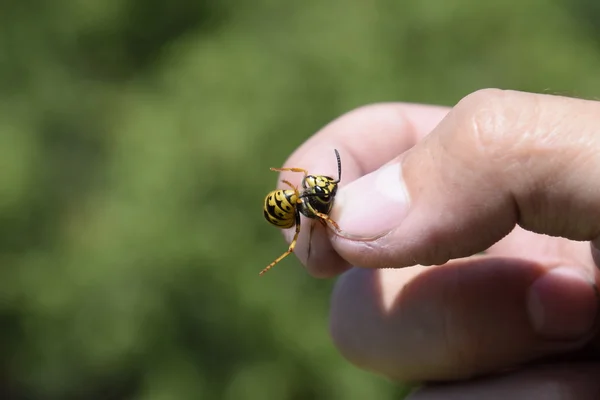 Gemeenschappelijke Wasp Beknelde Vingers Gevangen Wasp — Stockfoto