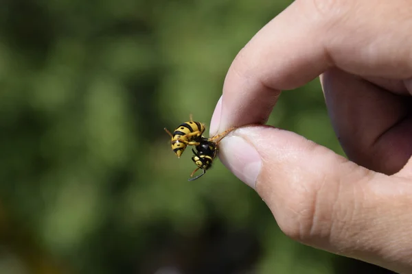 Gemeenschappelijke Wasp Beknelde Vingers Gevangen Wasp — Stockfoto