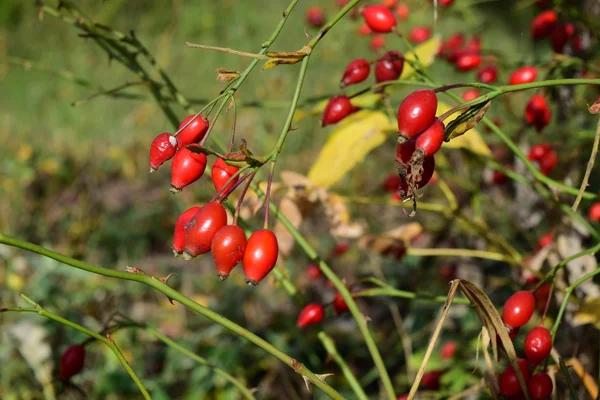 Hagebuttenbeeren Strauch Herbstbeeren — Stockfoto