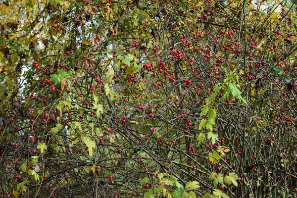 Baies Églantier Sur Buisson Baies Automne — Photo