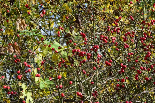 Bacche Rosa Canina Sul Cespuglio Bacche Autunno — Foto Stock