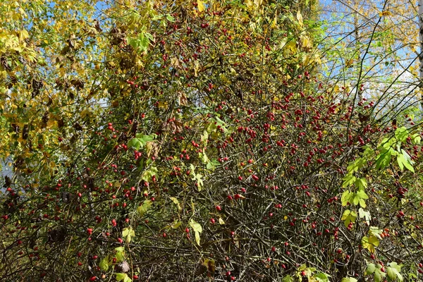 Owoce Dzikiej Róży Krzaku Jagody Jesienią — Zdjęcie stockowe