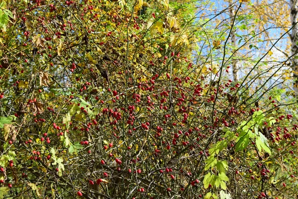 Kuşburnu Çilek Bush Sonbahar Çilek — Stok fotoğraf